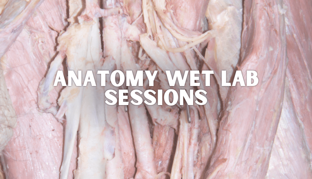 Anatomy Wet Lab session